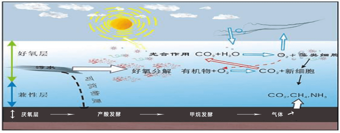 穩定塘污水處理工藝